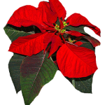 poinsettia2 Poinsettia